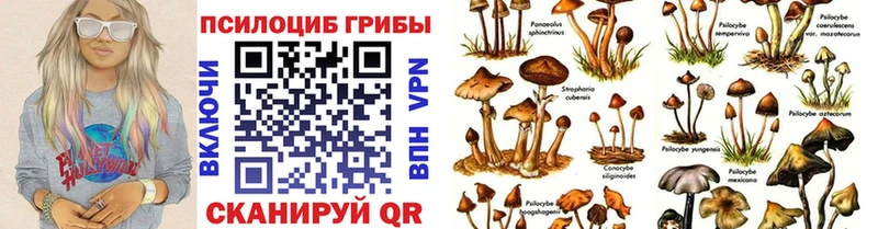 где продают наркотики  Мезень  Псилоцибиновые грибы прущие грибы 